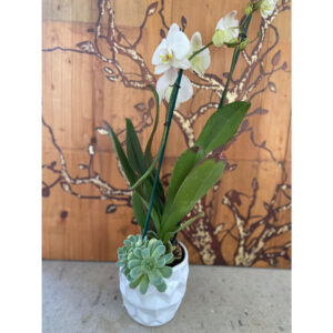 Whatsapp Image 2025 01 29 At 7.47.30 Pm