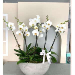 Whatsapp Image 2025 01 29 At 7.51.25 Pm