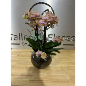 Whatsapp Image 2025 01 29 At 7.53.03 Pm